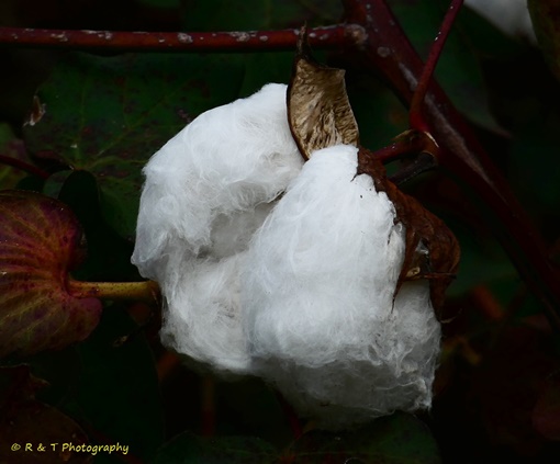 {Gossypium hirsutum}